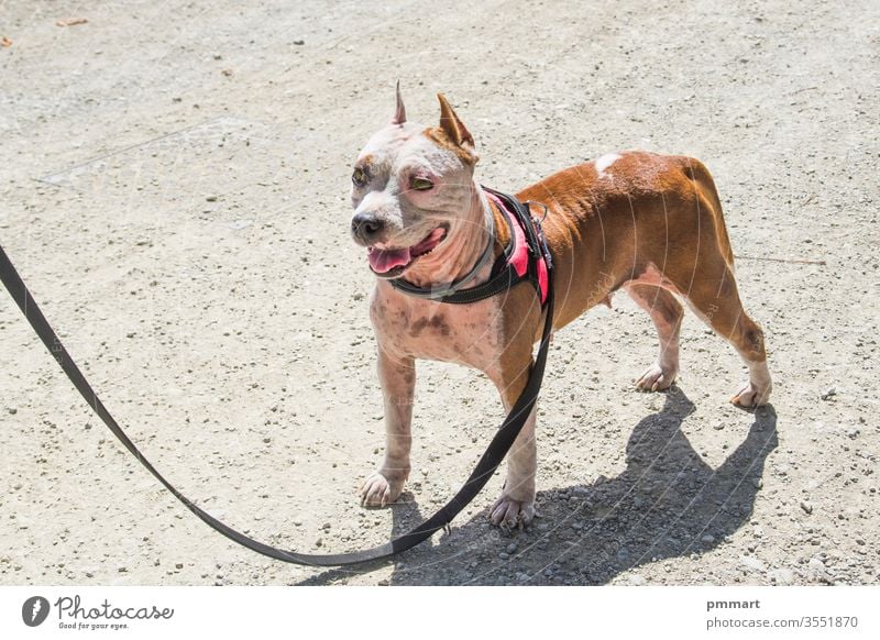 Schöne Hündin, Kampfhund stark Schönheit bewachen rot weiß Verteidigung staffordshire Hündchen grün Natur Personal Amerikaner Freund Grube Hintergrund Bulle