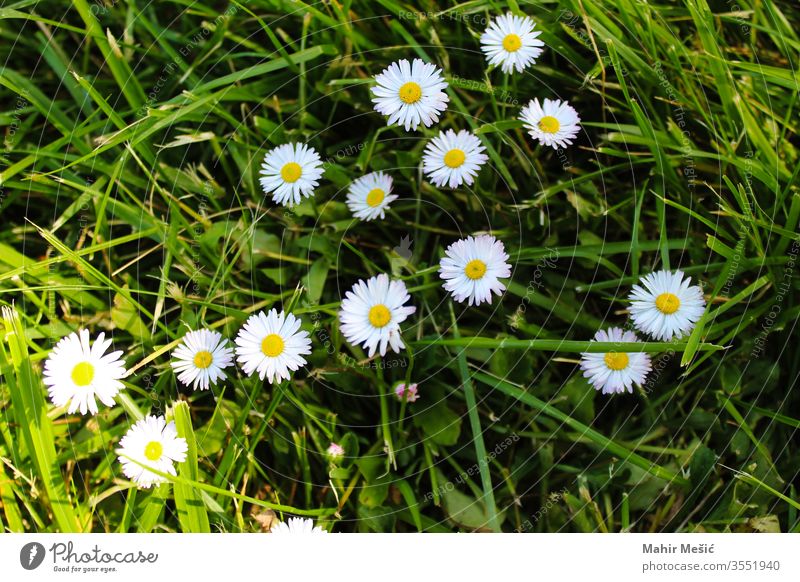 Bellis perennis, Gänseblümchen im Gras. Flora Blütezeit grün Blume Garten geblümt Natur Frühling Saison weiß Pflanze gelb viele mehrere angespitzt wild schön