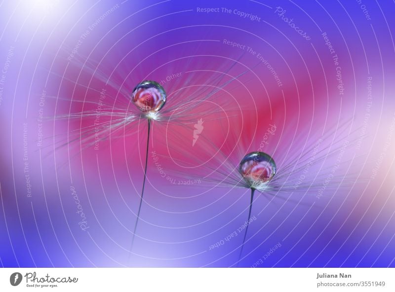 Wunderschöner Naturhintergrund.Florales Kunstdesign.Abstrakte Makrofotografie.Pastellblume.Löwenzahnblumen.Blauer Hintergrund.Kreative künstlerische Tapete.Hochzeit Einladung.Feier,Liebe.Nahaufnahme.Wassertropfen.Ruhiger Naturhintergrund.