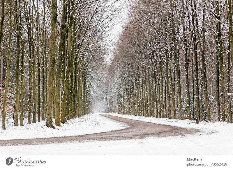 Kurvebreiche Allee baumallee Bäume baumreihe Straße kurven Winter Winterzeit Jahreszeit Schafe Natur Wald spaziergang idyllisch Perspektive niemand textfreiraum