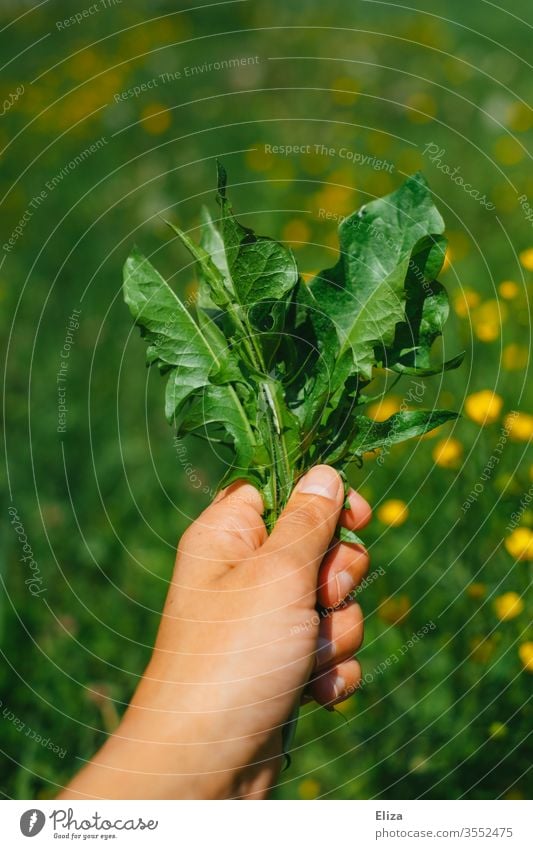 Eine Person die frisch gepflückten Löwenzahn, als Futter für ihre Kaninchen, in der Hand hält Blätter Wiese Nagetiere Löwenzahnblätter gesund lecker pflücken