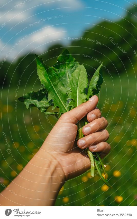 Eine Person die frisch gepflückten Löwenzahn, als Futter für ihre Kaninchen, in der Hand hält Blätter Wiese Nagetiere Löwenzahnblätter gesund lecker pflücken