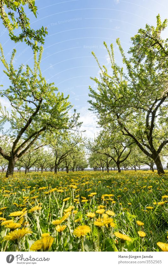 Obstplantage in der untergehenden Sonne mit blühendem Löwenzahn mirabelle apfel löwenzahn sonnenuntergang blumen obst acker baum blätter wiese gras abend anbau