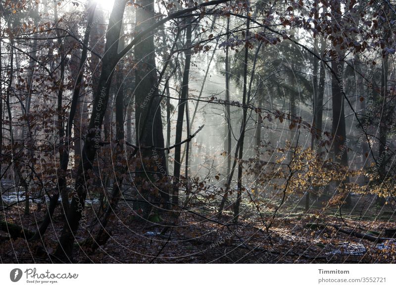 Sonnenlicht und Kälte im winterlichen Wald Sonnenstrahlen Winter Herbst Schnee Frost Bäume Laubwerk kalt Natur Menschenleer Farbfoto