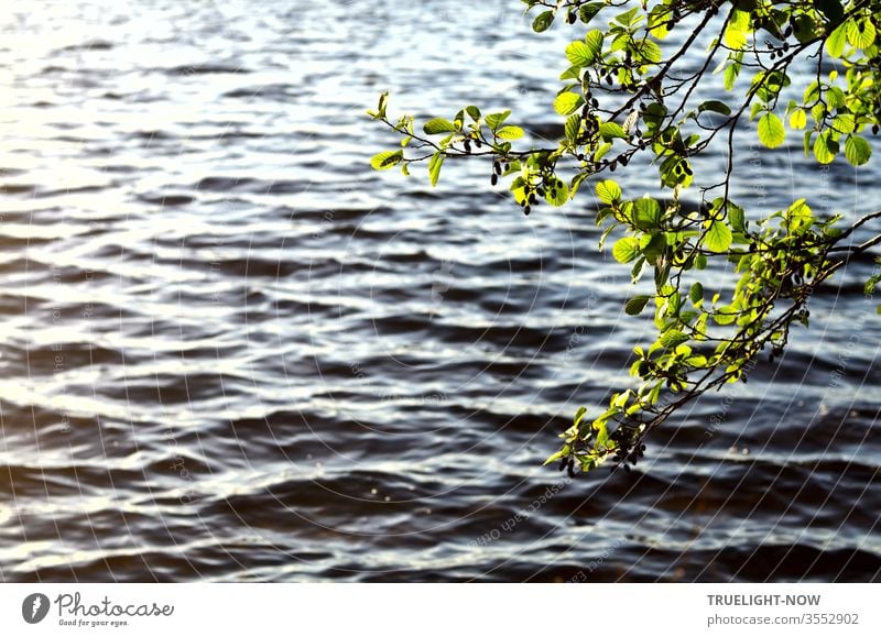 In frischem, leuchtendem Grün ragt der tief herab hängende Zweig eines dicht am Ufer des Flusses stehenden Schwarzerlen Baumes hinaus über die sanft bewegten Wasserwellen