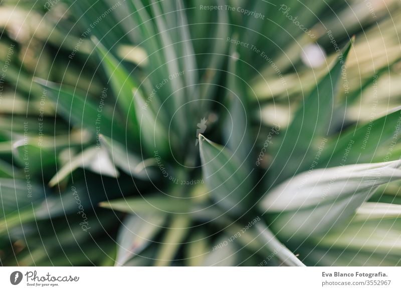 Nahaufnahme einer Makroaufnahme der grünen, stacheligen Blätter eines Kaktus. Ansicht von oben. Konzept Natur Landschaft Tequila Blatt trocken Agave Garten