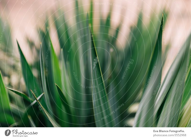 Nahaufnahme einer Makroaufnahme der grünen, stacheligen Blätter eines Kaktus. Ansicht von oben. Konzept Natur Landschaft Tequila Blatt trocken Agave Garten