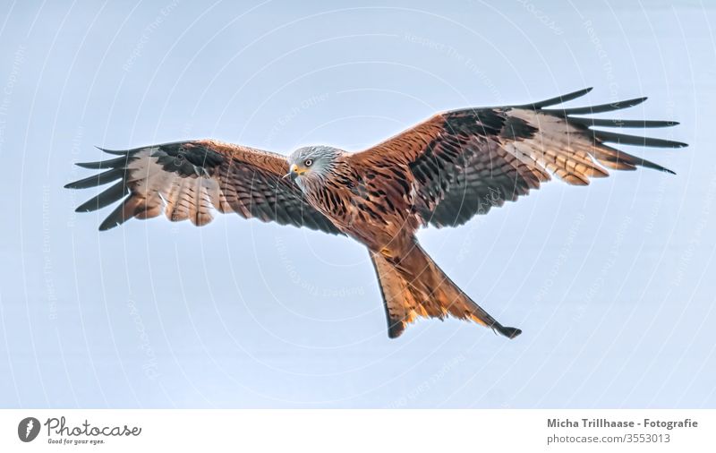 Fliegender Rotmilan Roter Milan Milvus milvus Königsweihe Gabelweihe Kopf Auge Schnabel Flügel Gefieder Federn Flügelspanne Flügelschlag fliegen kreisen Vogel