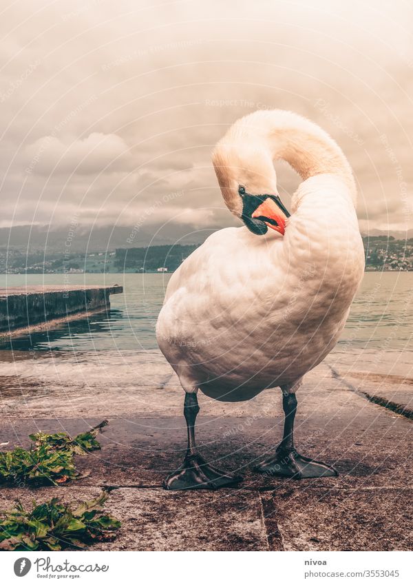 Schwan am Zürichsee Feder Schwanensee weiß Vogel See Wasser Tier Außenaufnahme Hals schön Im Wasser treiben Flügel Natur Blick elegant Teich Schnabel Wellen