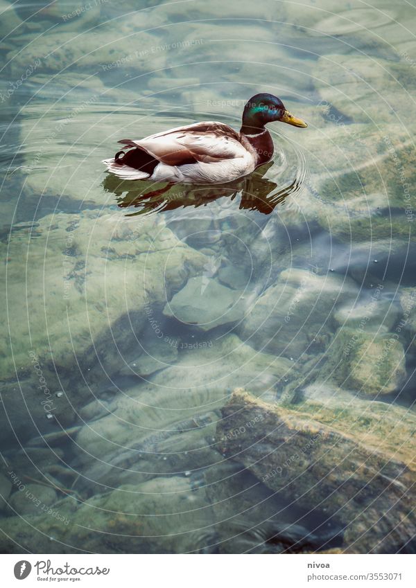 Ente Zürich See Farbfoto Schweiz Außenaufnahme Wasser Menschenleer Natur weiß Stadt Tag Wellen dunkel Landschaft Schatten blau Reflexion & Spiegelung Himmel