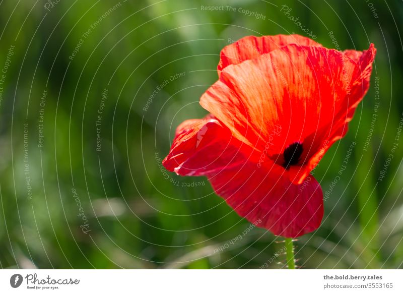 Mohnblume Blume Blüte Pflanze rot Natur Sommer grün Mohnblüte Farbfoto Feld Außenaufnahme Wiese Blühend Schwache Tiefenschärfe Wildpflanze Sonnenlicht