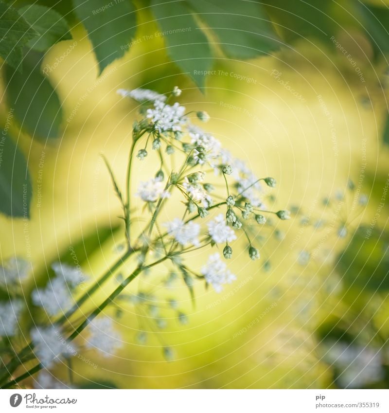 un(heil)kraut Sommer Schönes Wetter Pflanze Blatt Blüte Wildpflanze Doldenblüte Wilde Möhre Stengel Feld Wald gelb grün weiß Heilpflanzen Unkraut Blütenknospen