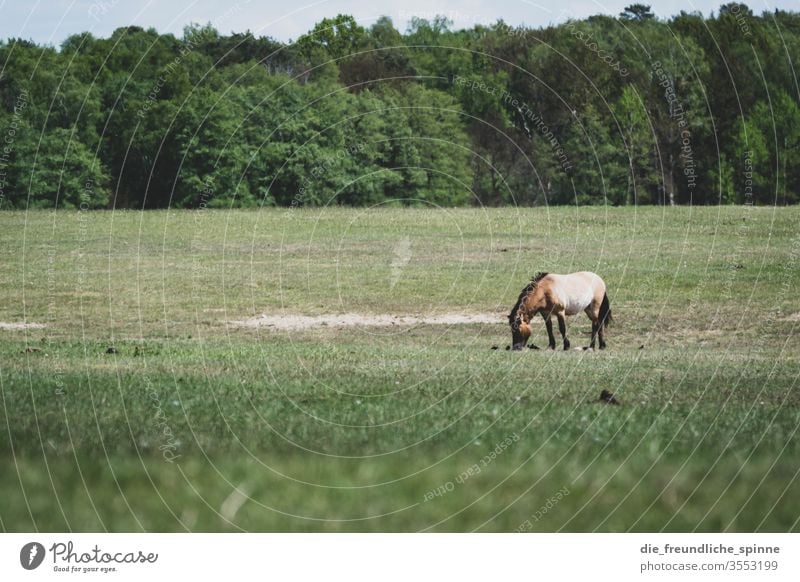 Märkische Heide Wiese Pferd Wald Landschaft Natur Außenaufnahme Farbfoto Umwelt Himmel Baum Przewalski fressen grasen Gras grün Pony braun Sommer Tier Weide