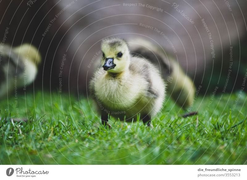 Junges Gänseküken Gans Küken niedlich Kanadagans Vogel Tier Außenaufnahme Farbfoto Tierjunges Wildtier Natur Umwelt Menschenleer Gras Wiese Tierporträt Frühling