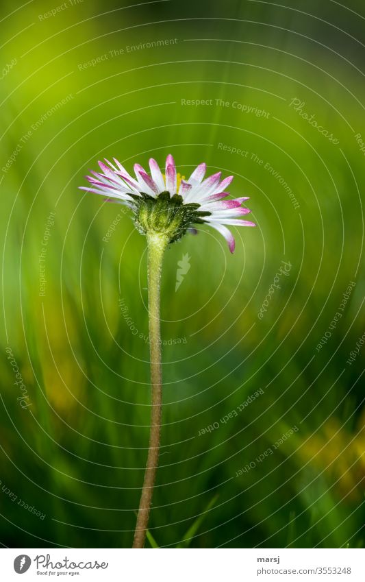 Gänseblümchen aus Froschperspektive Blüte Blume Wildpflanze Frühling zartes Grün Wiese mehrfarbig Farbfoto 1 fein Einsamkeit Hoffnung bescheiden