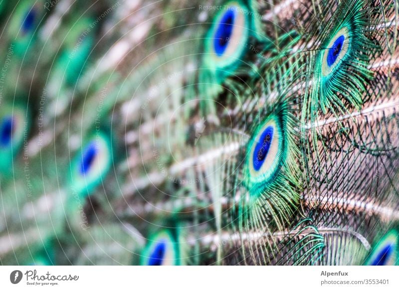 fremde Federn Pfau Vogel Pfauenfeder Farbfoto schön Außenaufnahme Menschenleer Tierporträt ästhetisch Nahaufnahme mehrfarbig Brunft elegant eitel Natur exotisch