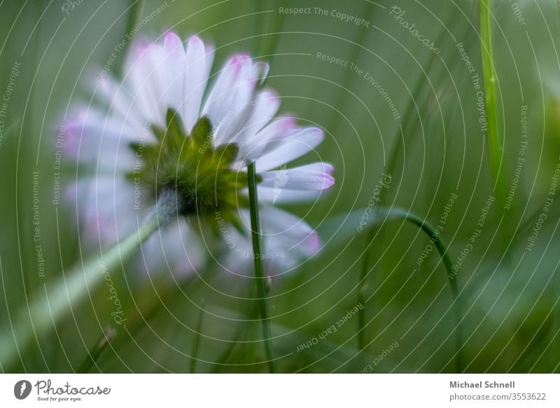 Gekipptes Gänseblümchen in der Wiese Blume Frühling grün Gras Natur Blüte Pflanze Nahaufnahme Makroaufnahme weiß Blühend