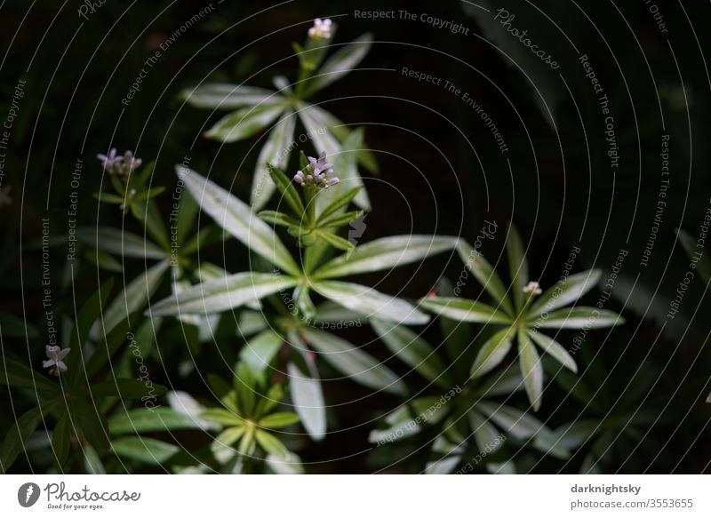 Galium odoratum Waldmeister Pflanze mit Blüten Mai gewürz Wohlriechendes Labkraut Maikraut grüne frische blätter getränk zutat wildnis grüneblaue sonnenlicht