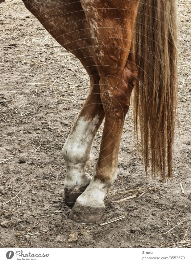 Unpaarhufer Pferd Pferdeschweif Schwanz Schweif Hufe Huftier Tier Nutztier Säugetier fuchsfarben Fell Hinterteil Koppel Pferdekoppel Pferdestall Natur