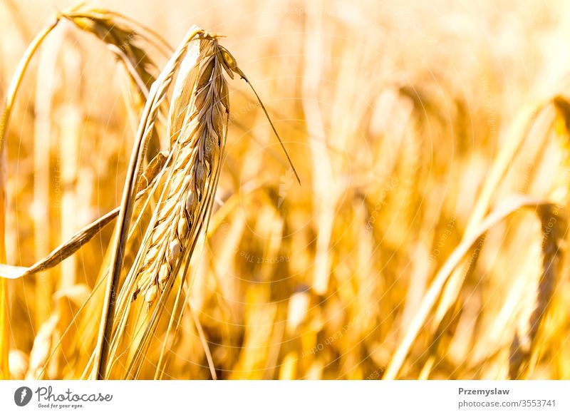 Weizenfeld an einem sonnigen Tag Feld Ackerbau Natur Pflanze im Freien Saison Licht hell farbenfroh horizontal Flora golden Ernte