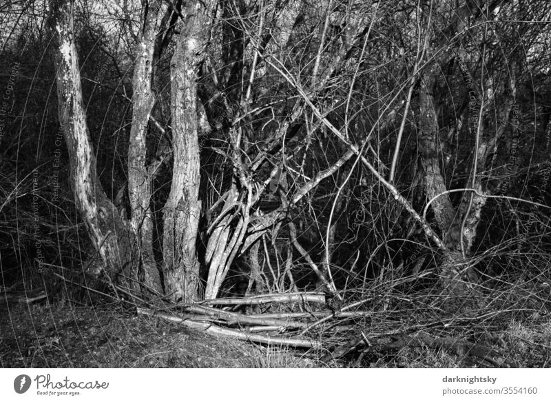 Dickicht aus Bäumen und Sträuchern im Abend Licht Baum Natur Jahreszeiten weiß Frühling weiße sinnlich Äste Ast Landschaft Salix Weide Außenaufnahme Tag