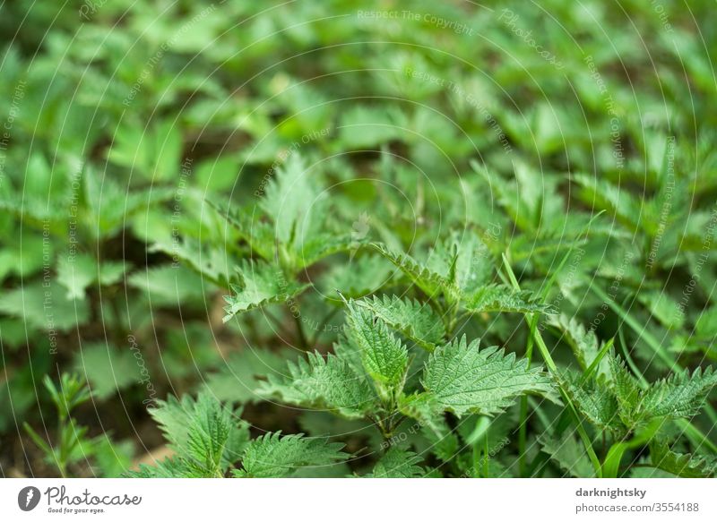 Urtica Brennnessel Natur grün Außenaufnahme Heilpflanzen Brennnesselblatt Pflanze Farbfoto Wildpflanze Nahaufnahme Textfreiraum oben Menschenleer