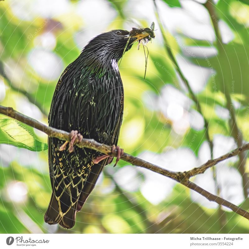 Star mit Insekten im Schnabel Sturnus vulgaris Vogel Tiergesicht Auge Flügel Feder Krallen Fressen Futter Fliegen Nachwuchs Baum Wildtier Natur Zweige u. Äste