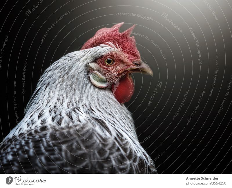 Hahn Blick nach vorn Tierporträt Hintergrund neutral Freisteller Gedeckte Farben Farbfoto weiß rot mehrfarbig Haushuhn 1 Nutztier Haustier