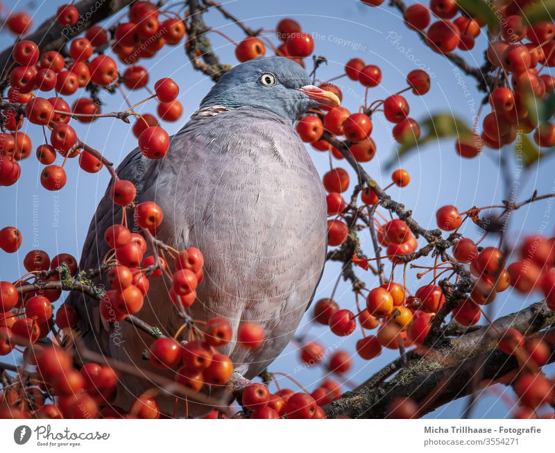 Ringeltaube zwischen Beeren Taube Columba palumbus Kopf Auge Schnabel Feder gefiedert Flügel Tiergesicht Vogel Tierporträt Krallen Wildtier Baum Zierapfel