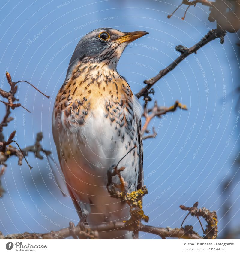 Drossel im Sonnenschein Wacholderdrossel Turdus pilaris Tierporträt Schnabel Auge Tiergesicht Federn Gefieder Flügel Vogel Wildtier Baum Zweige u. Äste Natur