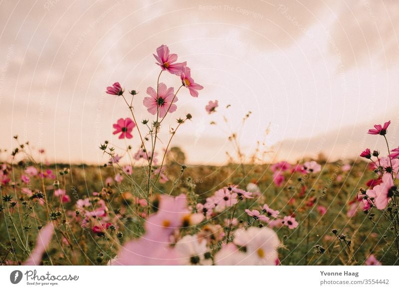 Blumenwiese mit pinken Blüten Blumenfeld Wiese Sonnenuntergang Sommer Herbst herbstlich sommerlich Sommerlicht Blütenblatt Blütenknospen Sonnenuntergangshimmel