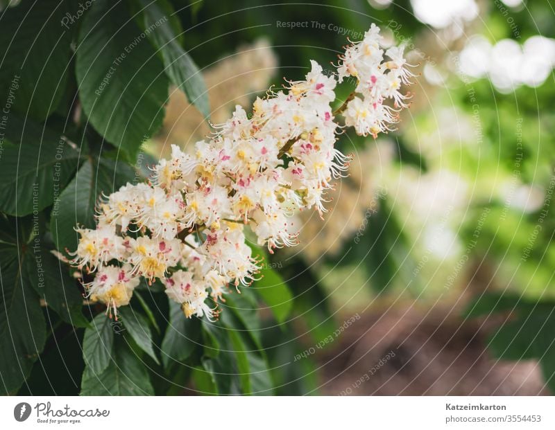 Kastanienblüte Blüte Blühend Überstrahlung Frühling Frühlingsblume Blume Natur natürlich Textfreiraum unten Textfreiraum rechts Hintergrund