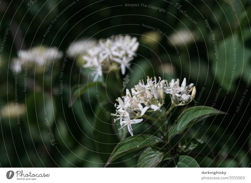 Cornus sanguinea Hartriegel Blüte Cornaceae Frühöing sommer strauch blüte weiße garten bokeh Natur Garten Farbfoto Pflanze Schwache Tiefenschärfe Nahaufnahme