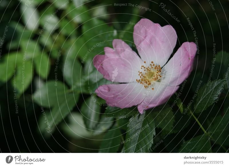 Rosa canina Hagebutte Hagebutten Pflanze Natur Menschenleer Schwache Tiefenschärfe flockig bluten rosa Hundsrose Sonnenlicht Tee gelb Glühdraht Außenaufnahme