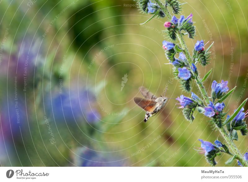 Schwalbenschwanz Natur Pflanze Tier Frühling Sommer Klima Schönes Wetter Blume Gras Blatt Blüte Garten Park Feld Wald Wildtier Schmetterling 1 wählen gebrauchen