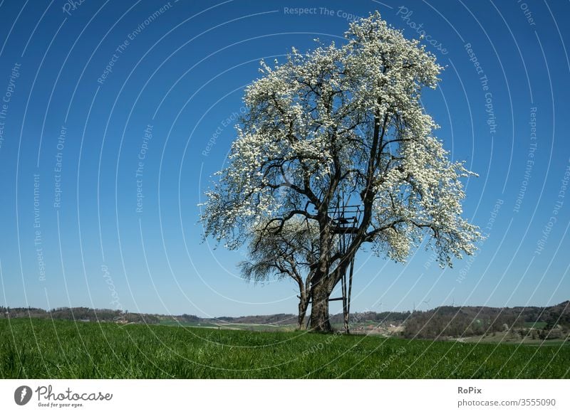 Blühender Baum bei wolkenlosem Wetter. Hügel England peak district Meadow wiese gras Mauer baum tree Landschaft Natur Sommer summer Wolken Himmel sky Gebirge