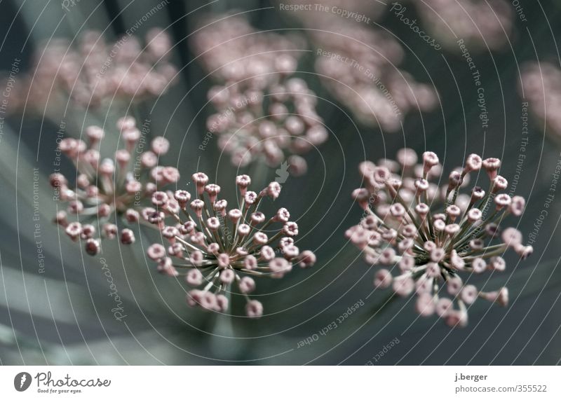 dolle dolden Natur Pflanze Frühling Blume Blüte Grünpflanze Wachstum außergewöhnlich blau Doldenblüte Doldenblütler Makroaufnahme Farbfoto Gedeckte Farben