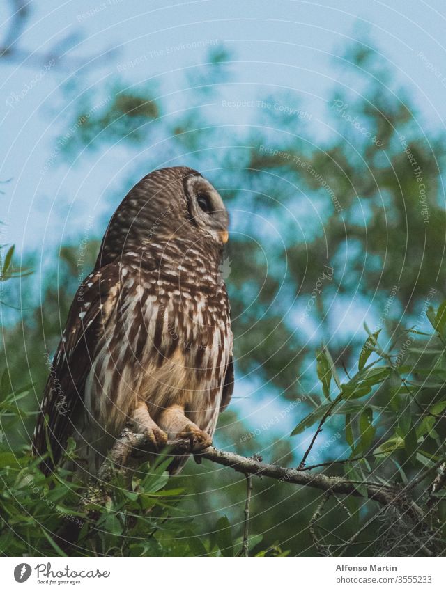 Die Aufnahme einer Eule, die in einem Baum sitzt. Waldohreule Tierwelt Natur schön reisen Park Vogel