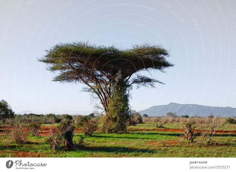 flaumig behaarter Baum steht in der Savanne herum Kenia Afrika Natur Landschaft Schönes Wetter authentisch Naturerlebnis Sonnenlicht Inspiration