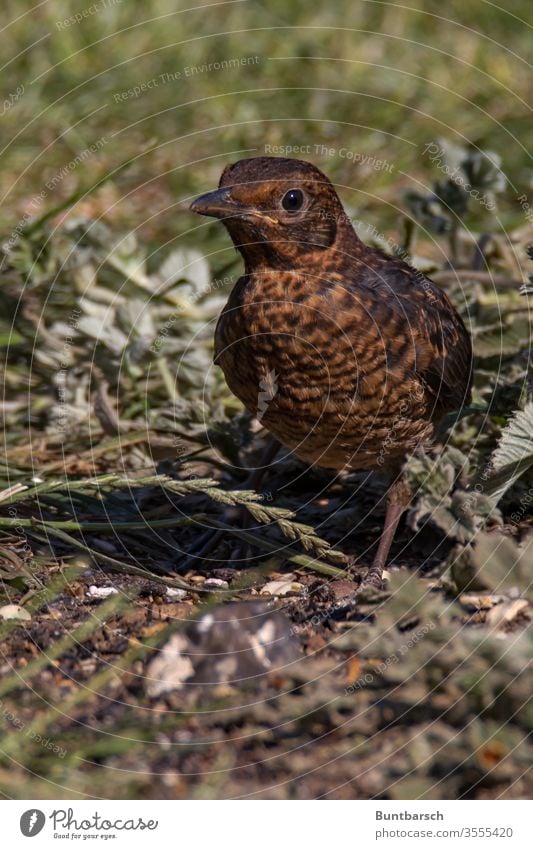 Amselweibchen Vogel Tier Farbfoto Außenaufnahme Natur sitzen Menschenleer Wildtier Tierporträt Umwelt Ganzkörperaufnahme Blick Nahaufnahme braun