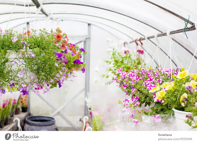 Verkauf von mehrfarbigen Petunien, die im Gewächshaus gezüchtet werden. Selektiver Schwerpunkt. Blume Hintergrund Business geblümt Baum Haus Muster Sommer Natur