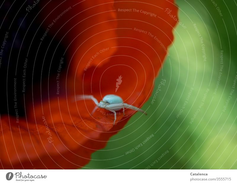 Eine weiße Krabbenspinne krabbelt an der Kante eines Mohnblüten Blatt Flora Pflanze Klatschmohn Blüte Fauna Spinne klein Rot Grün Weiß Blume Natur Umwelt Sommer