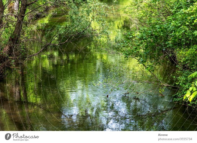 Urwald in Oberbayern | Urlaub daheim Fluss ruhig grün Auwald Flussufer Wald Landschaft Natur Wasser Einsamkeit Wasserspiegel Teich Wasserspiegelung See Seeufer