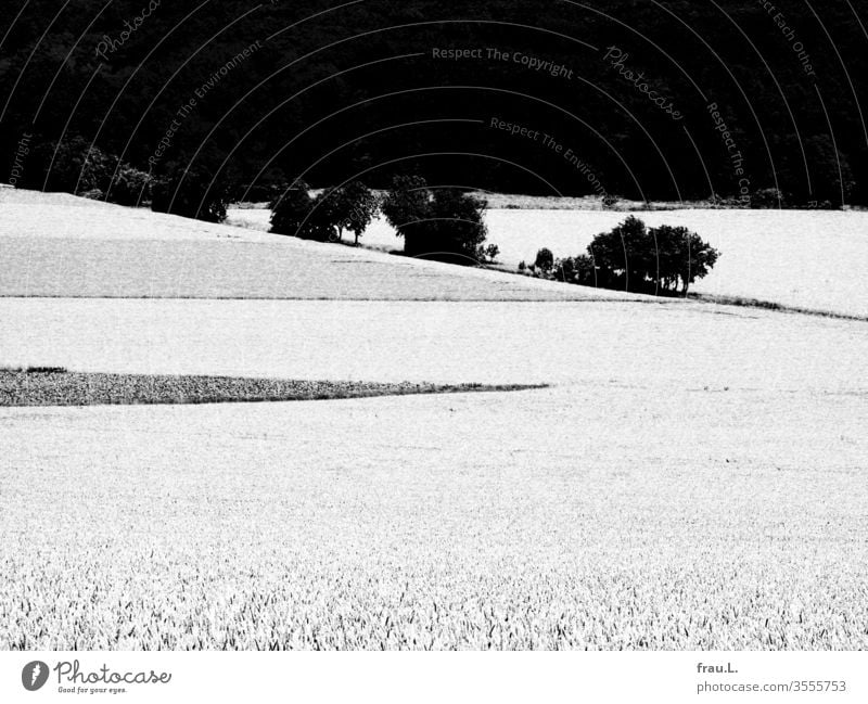 Der Wald steht schwarz und schweigend und aus hellen Kornfeldern ragen Büsche und Bäume dunkel und schön. Felder Landschaft Natur Außenaufnahme Landwirtschaft