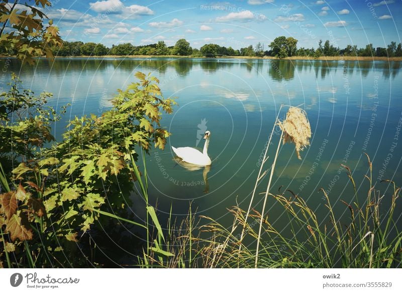 Aufpasser Schwan Landschaft Flora Fauna See Wasser Wasseroberfläche windstill Idylle Sträucher Baum Zweige Laub Laubbaum Horizont Himmel Wolken Natur