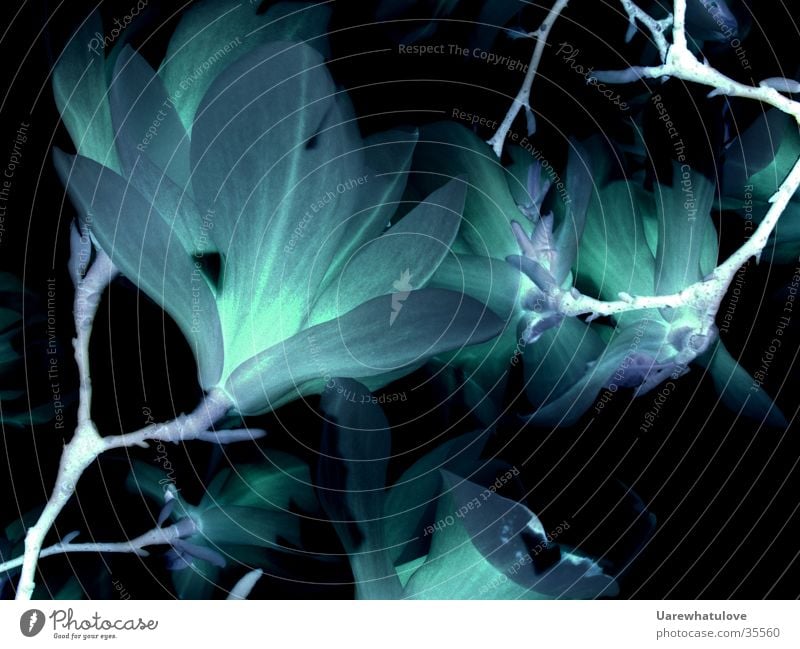 Invertierte Blüten dunkel zyan Blume Fototechnik hell entgegengesetzt blau