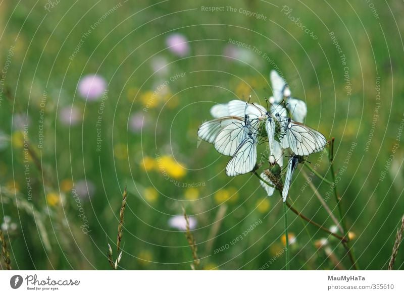 Fruchtmotten Natur Pflanze Tier Frühling Sommer Regen Baum Blume Gras Blatt Blüte Wildpflanze Garten Park Feld Wald Oase Wildtier Schmetterling Tiergruppe