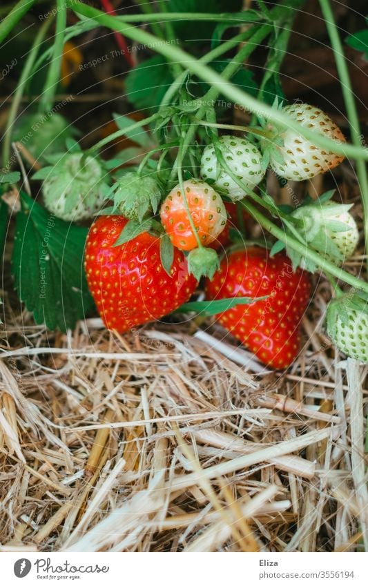 Reife und unreife Erdbeeren am Strauch auf einem Erdbeerfeld selbst gepflückt Feld ernten Ernte lecker fruchtig Sommer rot lokal regional pflücken Lebensmittel