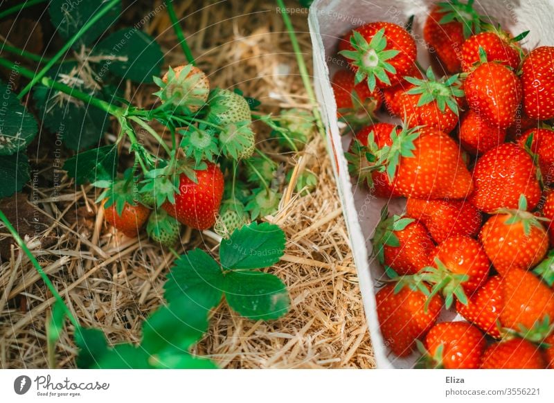 Ein Körbchen voller reifer frisch gepflückter Erdbeeren neben einem Erdbeerstrauch auf dem Erdbeerfeld Pflücken selber sammeln rot lecker Feld gesund regional