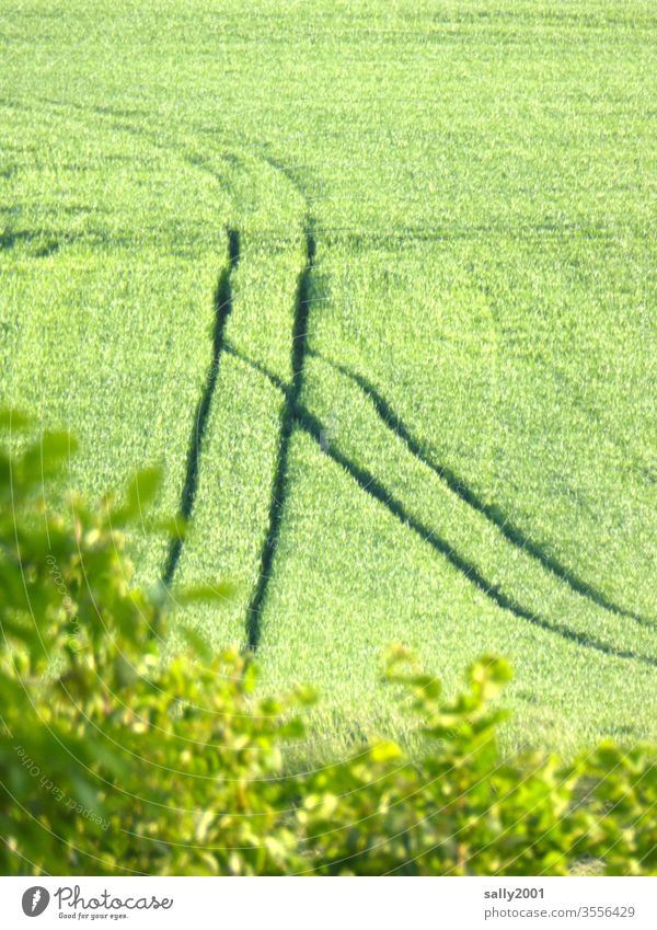 Spurrinnen... Feld Getreide Spuren Einschnitte Weiche Landwirtschaft Eindruck Ähren grün Korn Wachstum Verkehr Wege & Pfade Sommer Ackerbau